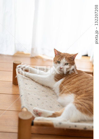 寝転んでくつろぐ猫 茶トラ白 寝転んでくつろぐ猫 茶トラ白 132207208