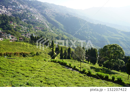 Sunlit terraced tea plantation with hillside town and forested mountain backdrop of Darjeeling Sunlit terraced tea plantation with hillside town and forested mountain backdrop of Darjeeling 132207422