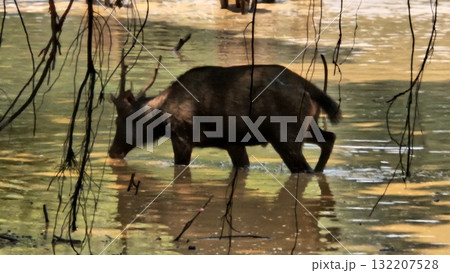This scene is framed by overhanging tree branches and vines, showcasing a herd of brown sambar deer standing and cooling off in the shallow, murky water of a pond adjacent to a bank of dark mud. This scene is framed by overhanging tree branches and vines, showcasing a herd of brown sambar deer standing and cooling off in the shallow, murky water of a pond adjacent to a bank of dark mud. 132207528