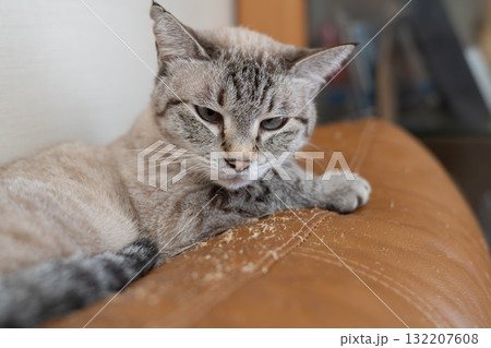 くつろぐ猫 シャムトラ猫 くつろぐ猫 シャムトラ猫 132207608