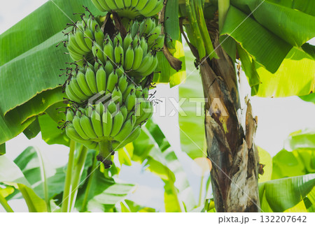 Banana tree with bunch with raw green bananas fruit. Banana tree with bunch with raw green bananas fruit. 132207642