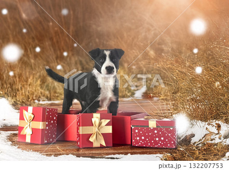 puppy border collie in studio 132207753