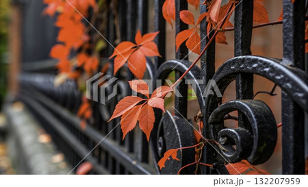 Vibrant red leaves climbing an ornate black fence in a serene autumn setting Vibrant red leaves climbing an ornate black fence in a serene autumn setting 132207959