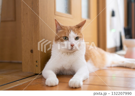 寝そべってくつろぐ可愛い猫　茶トラ白 132207990