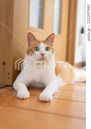 寝そべってくつろぐ可愛い猫 茶トラ白 寝そべってくつろぐ可愛い猫 茶トラ白 132207992