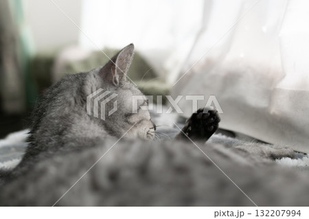 窓辺で眠る猫　サバトラ猫 132207994
