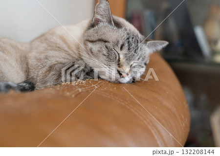 くつろぐ猫 シャムトラ猫 くつろぐ猫 シャムトラ猫 132208144
