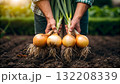 Harvesting fresh onions in a garden during sunny afternoon 132208339