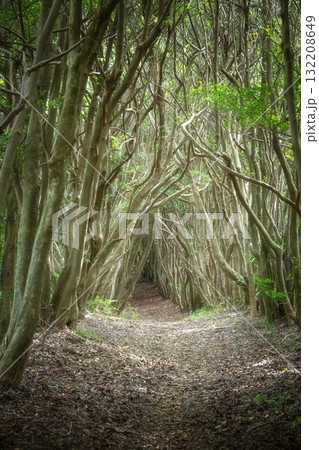 新緑が濃い夏の登山風景 132208649