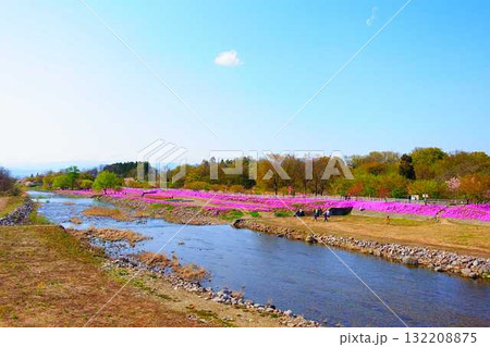芝桜 シバザクラ しばざくら 立谷川 桜 山形市 芝桜 シバザクラ しばざくら 立谷川 桜 山形市 132208875