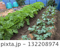定植後二十日の家庭菜園 132208974