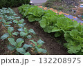 定植後二十日の家庭菜園 132208975