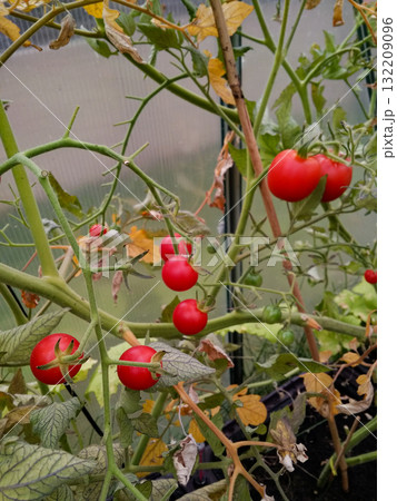 Ripe red tomatoes growing on vine in greenhouse 132209096