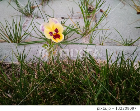 Pansy flower growing between concrete paving stones and grass blades copy space 132209097