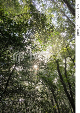 朝靄漂う夏の登山風景 132209189