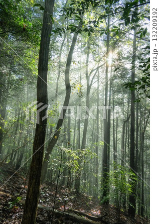 朝靄漂う夏の登山風景 朝靄漂う夏の登山風景 132209192