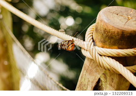 Butterfly resting on rope in botanical garden, prague, symbolizing transformation of life 132209313