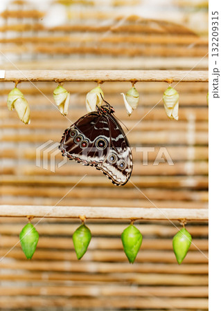 Morpho peleides butterfly emerging from chrysalis in prague botanical garden 132209315