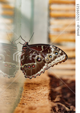 Morpho peleides butterfly reflecting in glass surface in prague botanical garden 132209323