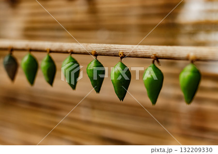 Butterfly chrysalises cocoons hanging and waiting for transformation in prague botanical garden Butterfly chrysalises cocoons hanging and waiting for transformation in prague botanical garden 132209330