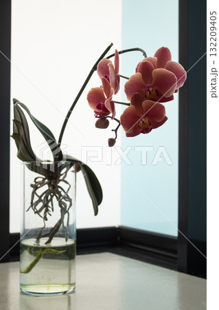 Elegant pink orchid blooming in a glass vase with water copy space Elegant pink orchid blooming in a glass vase with water copy space 132209405