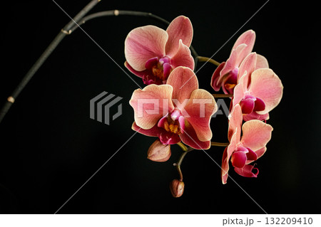 Blooming pink orchid flowers on a black background copy space Blooming pink orchid flowers on a black background copy space 132209410