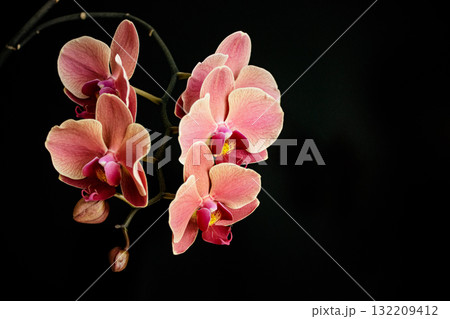 Pink moth orchids blooming on black background copy space 132209412