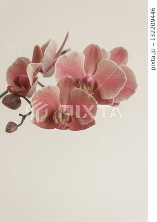 Delicate pink orchid blossoms on a neutral background copy space 132209446