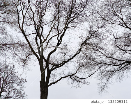 Bare branches reaching for the sky in Zizkov district Prague 3 Zidovske pece Park Bare branches reaching for the sky in Zizkov district Prague 3 Zidovske pece Park 132209511
