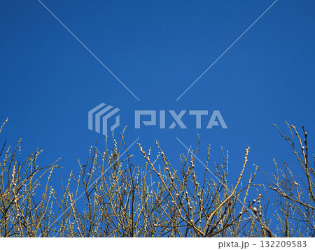 Spring branches growing towards clear blue sky in prague for spring equinox day or easter copy space Spring branches growing towards clear blue sky in prague for spring equinox day or easter copy space 132209583