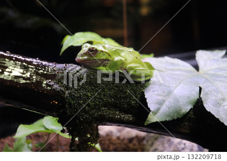 木の上でひと休みするモリアオガエル 132209718