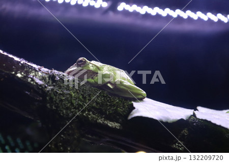 木の上でひと休みするモリアオガエル 132209720
