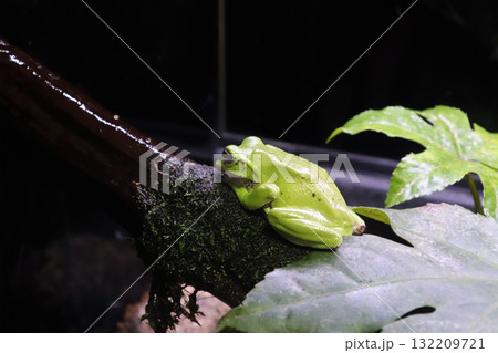 木の上でひと休みするモリアオガエル 132209721