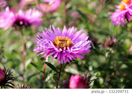 A pink and purple aster with buds in a flowerbed against a backdrop of other asters A pink and purple aster with buds in a flowerbed against a backdrop of other asters 132209731