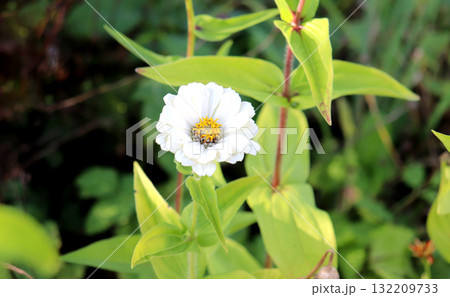 A white zinnia flower in a flowerbed in an autumn garden A white zinnia flower in a flowerbed in an autumn garden 132209733