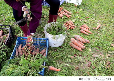 A woman with scissors takes carrots out of a sorting box and trims the tops A woman with scissors takes carrots out of a sorting box and trims the tops 132209734