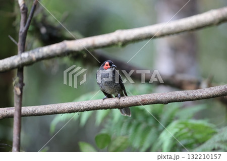 キホオミツスイ 132210157