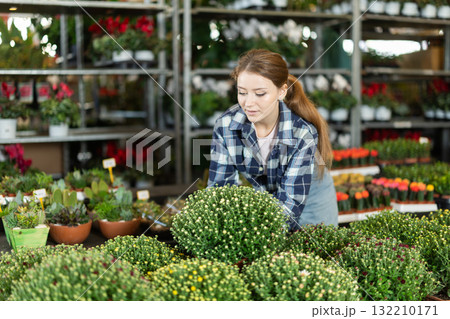 Girl works as auxiliary worker in plant store warehouse, review chrysanthemum grandiflora 132210171