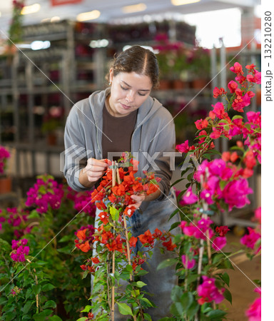 Girl works as auxiliary worker in plant store warehouse, review bougainvillea seedling 132210280