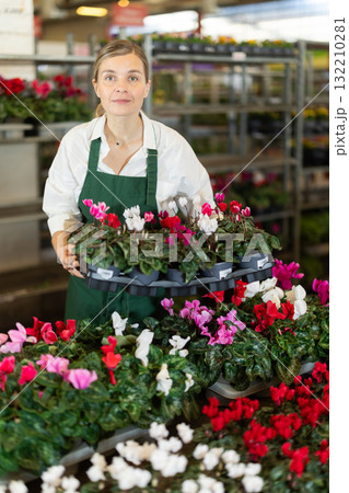 Large supply of cyclamen blossom plants in warehouse flower shop, female employee work with goods Large supply of cyclamen blossom plants in warehouse flower shop, female employee work with goods 132210281