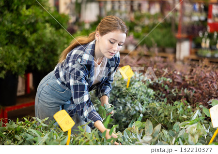 Girl florist checks and cares for eucalyptus sprouts in flower shop Girl florist checks and cares for eucalyptus sprouts in flower shop 132210377