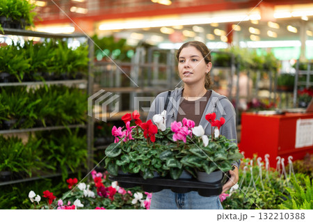 Female shopper selects cyclamen flowers at flower shop 132210388