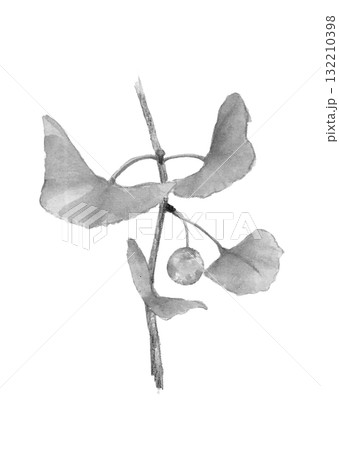水彩で描いた枝葉付きモノトーンの銀杏の実イラスト素材【手描き】白バック　切り抜き　コピースペースあり 132210398
