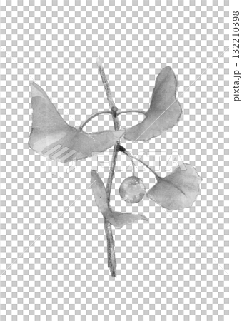 水彩で描いた枝葉付きモノトーンの銀杏の実イラスト素材【手描き】白バック　切り抜き　コピースペースあり 132210398