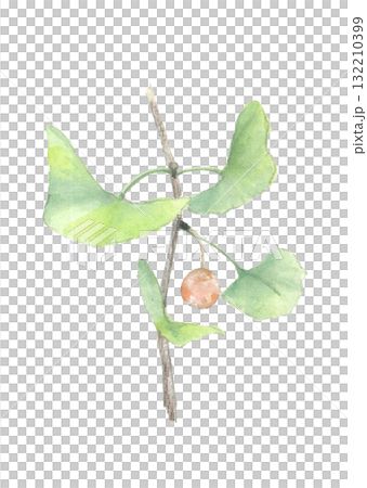 Watercolor illustration of ginkgo nuts with branches and leaves [hand-drawn] on white background, cutout, copy space available 132210399