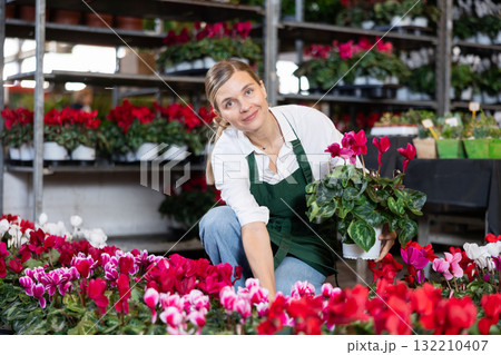 Female employee of flower greenhouse tends to cyclamen flowers Female employee of flower greenhouse tends to cyclamen flowers 132210407