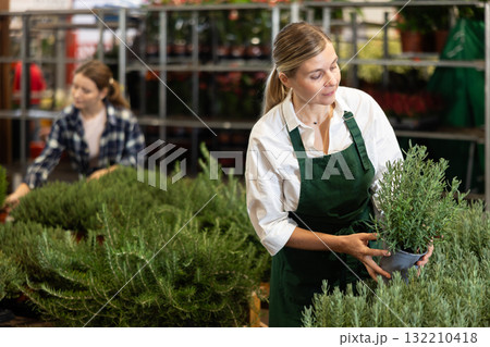 Large supply of rosemary plants in warehouse flower shop, female employee work with goods 132210418