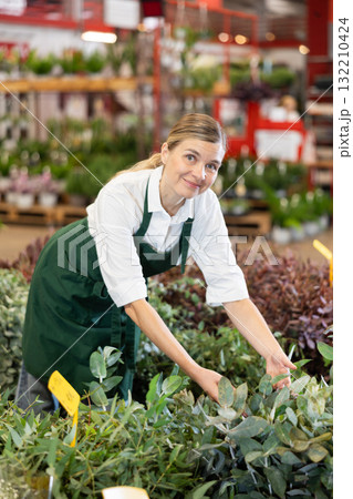 Female florist checks and cares for eucalyptus sprouts in flower shop Female florist checks and cares for eucalyptus sprouts in flower shop 132210424