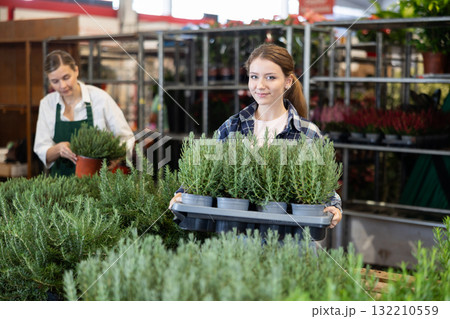 Portrait of attractive woman florist holding pot with rosemary in greenhouse Portrait of attractive woman florist holding pot with rosemary in greenhouse 132210559