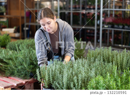 Girl works as auxiliary worker in plant store warehouse, review rosemary spicy herb Girl works as auxiliary worker in plant store warehouse, review rosemary spicy herb 132210591